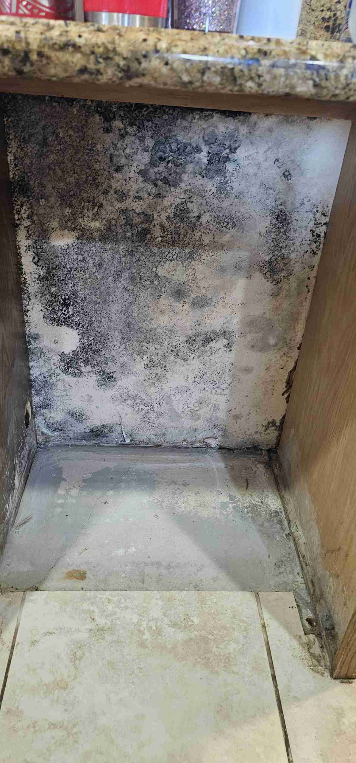 Mold Remediation Lake Havasu City detailed cleanup project